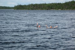 2008-07-26_12-33-20_Diana