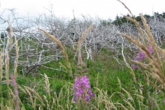 2008-08-02_15-06-58_Diana
